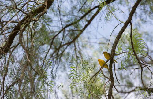 Chácara das Araras - Foto 29