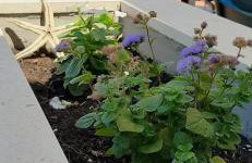 House Daniva - Foto 16