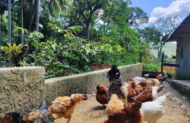 Chácara da Vó na Natureza - Foto 17