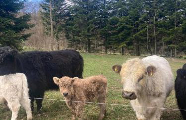 Domki na Łące - Foto 17