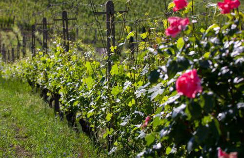 Villa Monforte Barolo with private pool - LANGHE GATEWAY - Foto 31