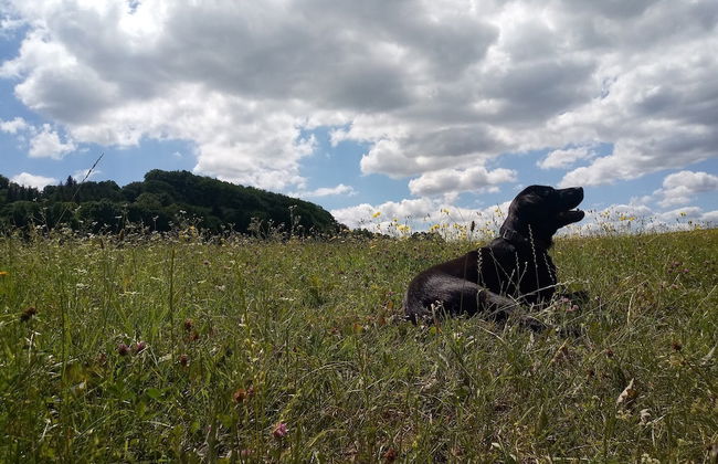 Charming Holiday Home With Natural Garden in Kaltennordheim-thuringia - Foto 77