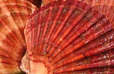 Kirkapol Beach Sleeps 4 With Dog Access - Foto 17