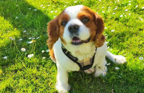 Casa do Avô Manuel - Foto 54