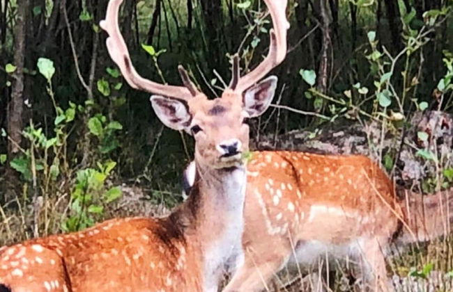 8 Person Holiday Home in Karlskrona - Foto 41