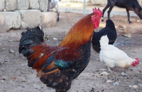 La Carcara - Foto 28