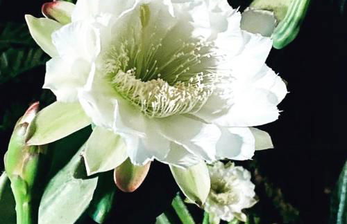 Villa Orchidea -San Lorenzo - Marzamemi - Foto 31