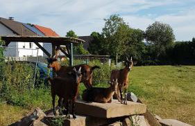 Ferienwohnung/Monteurwohnung im schönen Odenwald - Photo 33