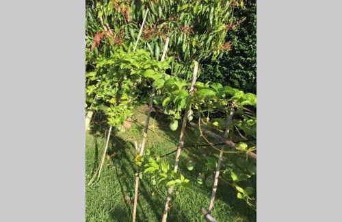 Summer house with BBQ and Garden - Foto 32