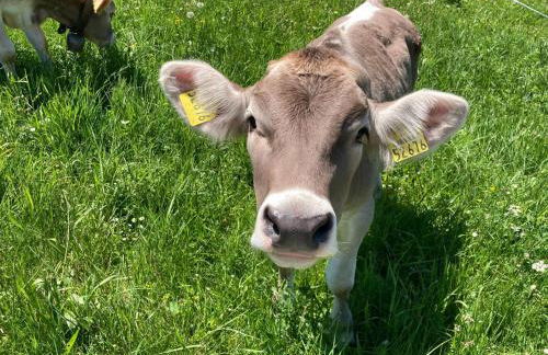 Apartment Fewo Bergblick lodge by Interhome - Photo 28