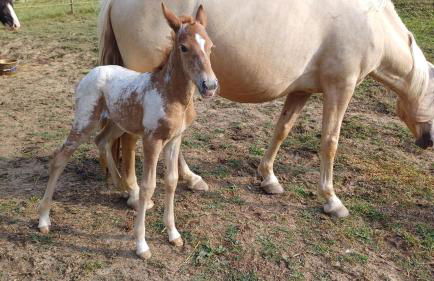 la Roulotte du Cos - Foto 21