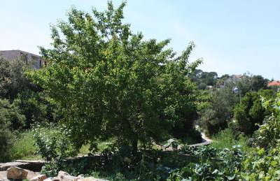 Apartments by the sea Pomena - Mljet - 10426 - Photo 23