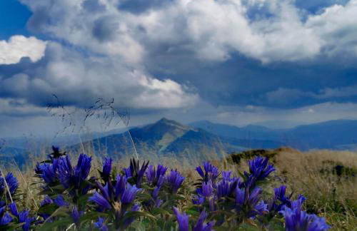 Wetlina 21 - Foto 29