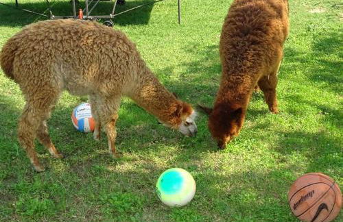 Apartment Haubentaucher by Interhome - Foto 31