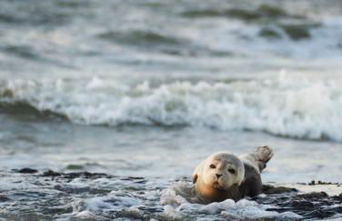 Apartment mit Meeresblick Wangerooge - Foto 30