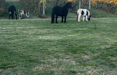 Agriturismo Carne Sicura - Foto 8