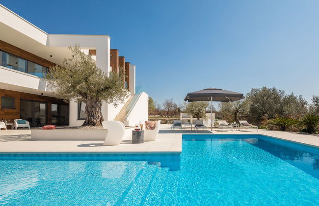 Old Olive VIII - Foto 7