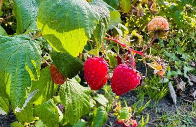 Gościniec Zacisze w Kłodnicy - Foto 33