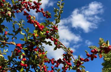 Schwarzwald-Oase für bis zu 10 Personen - Foto 34