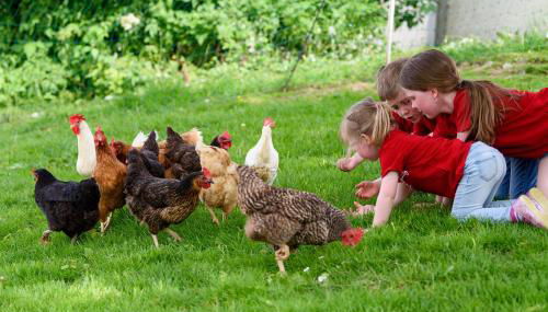 Almerhof - Waldferienhof Almer - Foto 3