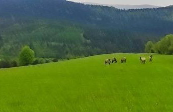 Dębowy Zakątek - Foto 29