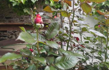 Casa de Campo - Casa da Ribeira - Foto 20