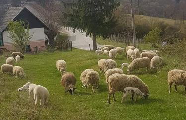 Kod Slaveka - Foto 33