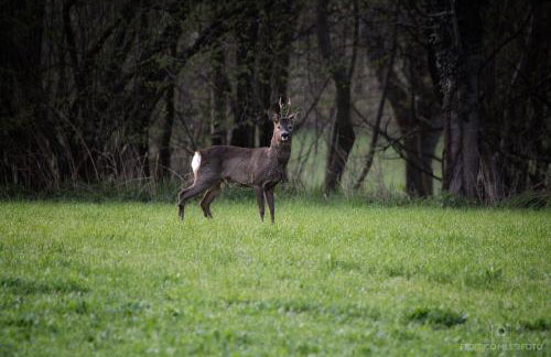 Chalet Tir Longë - Foto 47
