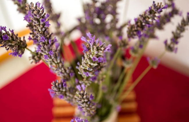 Apartments Villa Maslina - Foto 35