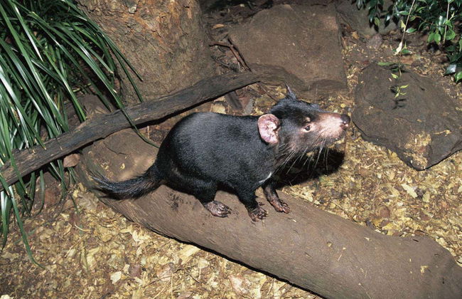 Passeio de barco + Santuário de coalas - Foto 7