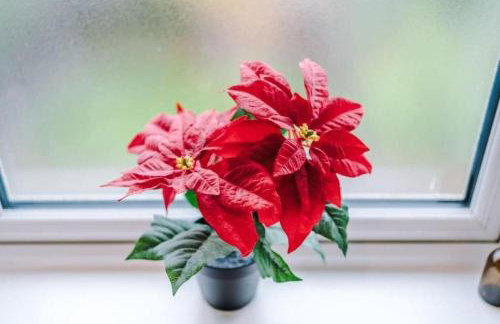 BLUE HAVEN - Foto 22