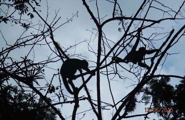 Vanilla Jungle Lodge - Bed & Breakfast - Foto 8