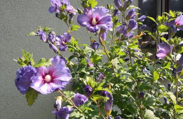 Wohnung Waltraud - Foto 38