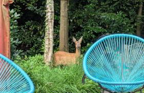 kuscheliges Waldhaus Kaminknistern - Photo 6