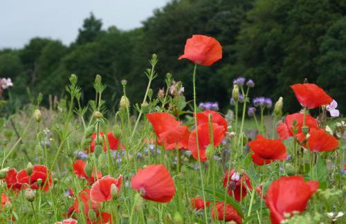 Spacious cottage - walk to Crieff - Photo 29