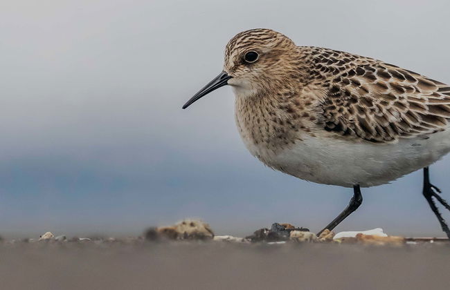 Azores Marine Birdwatching Expedition - Foto 1