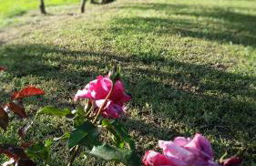 Agriturismo Bonzalone - Foto 35