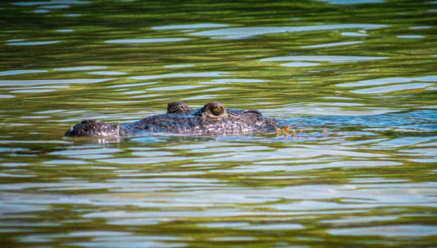 Un cocodrilo en la reserva