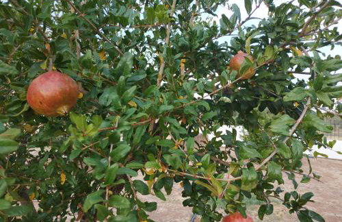 Kleoni's cottage - Foto 34