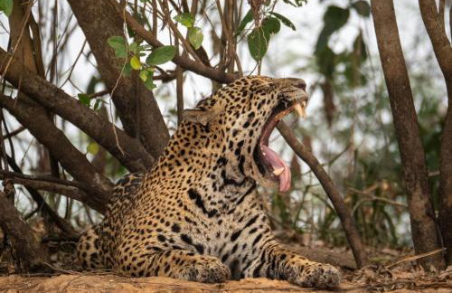 Barco Casa Pantanal Toca da Onça - Photo 57