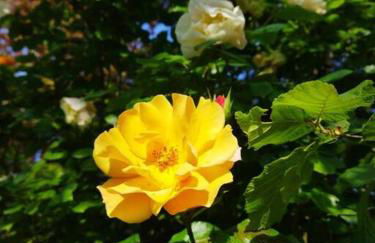 Maison avec jardin Auxerre - Foto 44