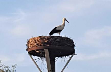 Fewo Storchennest - Foto 2