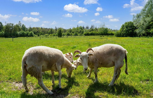 Cottage in Dwingelderveld With Scenic Views - Foto 27