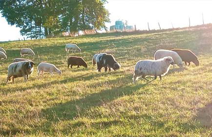 Exklusive Ferienwohnung 'Agger-Blick' mit großer Seeblick-Terrasse & Sauna - Foto 22