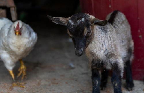 Villa Lolù - Photo 73