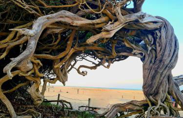 Refúgio do Preá - 700 Metros da Praia - Foto 27