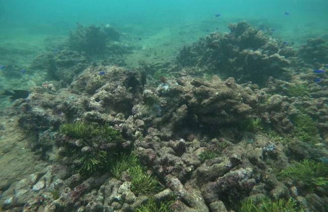 Snorkeling in Hikkaduwa - Foto 4