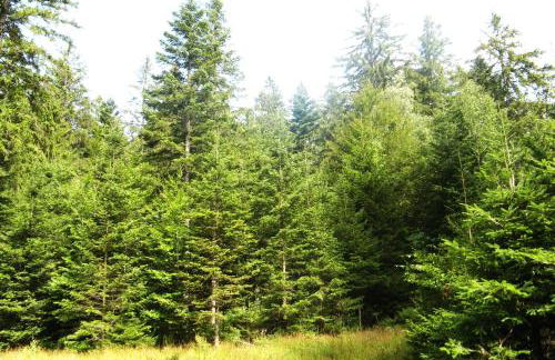 Ferienwohnung Schwarzwald Oase Kniebis - Foto 23