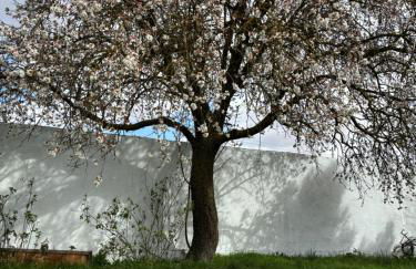 Casa Rural El Gerbal - Photo 10