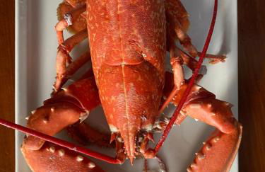 FERME Rénovée 300m de la Mer POINTE DU RAZ jusqu'à 9 Couchages LOCATION 7 jours du Samedi au Samedi minimum - Foto 5